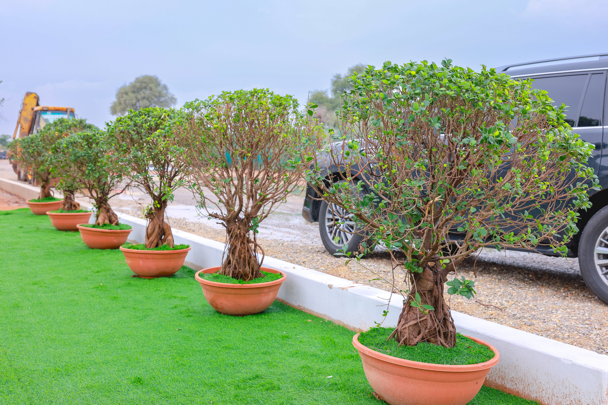 Trees
